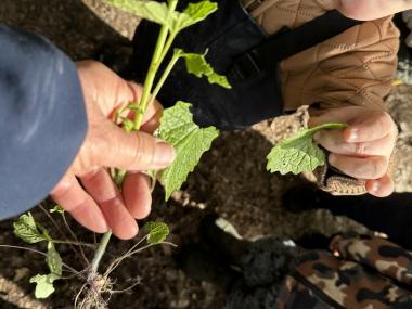 Barn og voksen holder plante